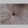 Neuronas Golgi 42.jpg